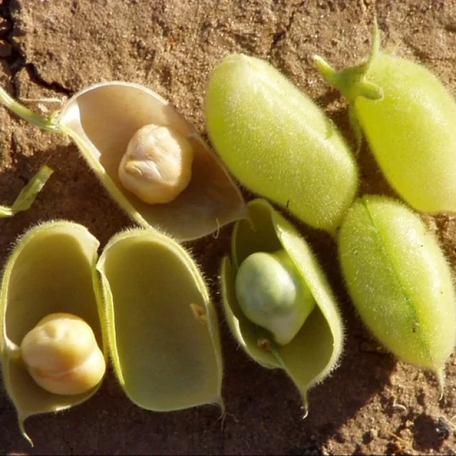 بذر نخود 30 عددی