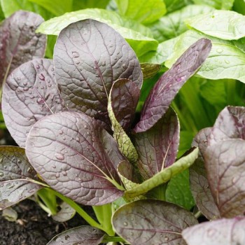 بذر اسفناج خردل ژاپنی قرمز 30 عددی