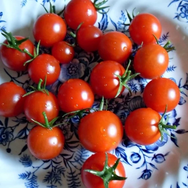 بذر گوجه فرنگی کوچک 10 عددی