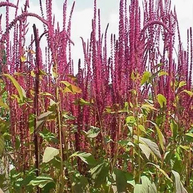 بذر آشلانتوس پامتوسط قرمز تیره 1 گرمی