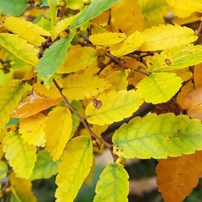 بذر درخت آزاد 10 عددی
