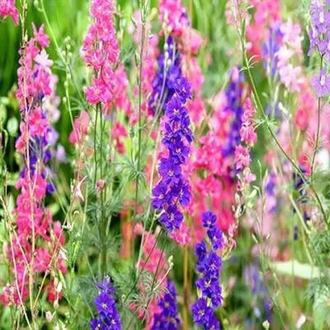بذر گل زبان در قفا (دلفینیوم) پامتوسط پرپر الوان 1 گرمی