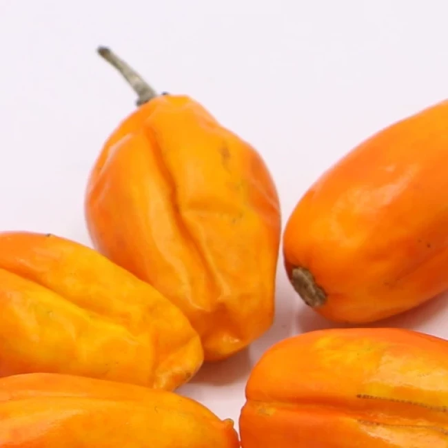 بذر بادمجان فرانسوی 10 عددی 