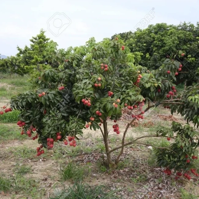 بذر درخت لیچی (سرخالو) 2 عددی
