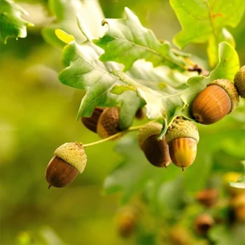 بذر بلوط اکرونز 2 عددی 