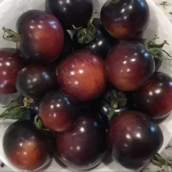 بذر گوجه مشکی ایندیگو رز 10 عددی 