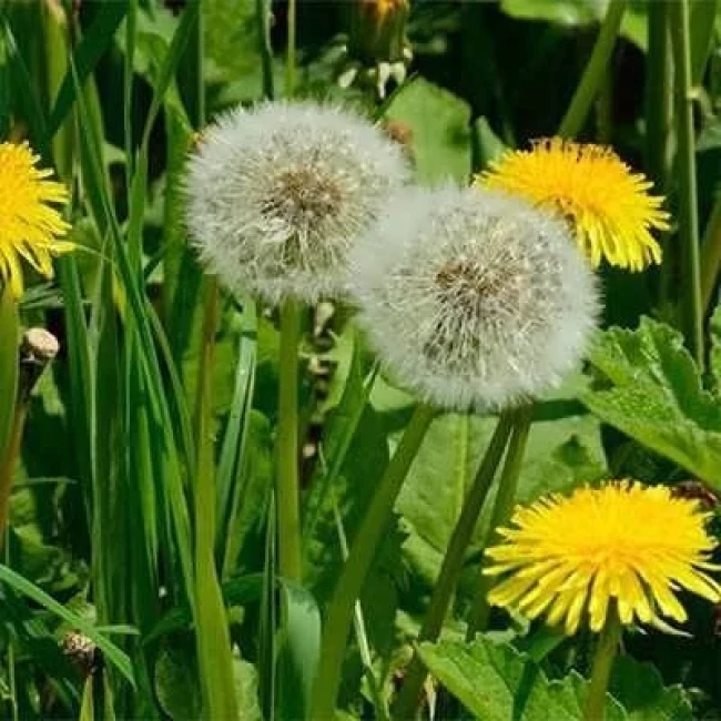 بذر قاصدک 10 عددی