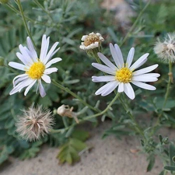 بذر گل ستاره ای وش 10 عددی
