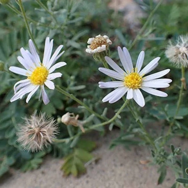 بذر گل ستاره ای وش 10 عددی