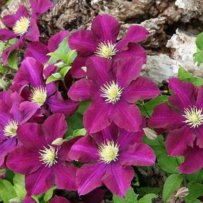 بذر کلماتیس زینتی بنفش 10 عددی