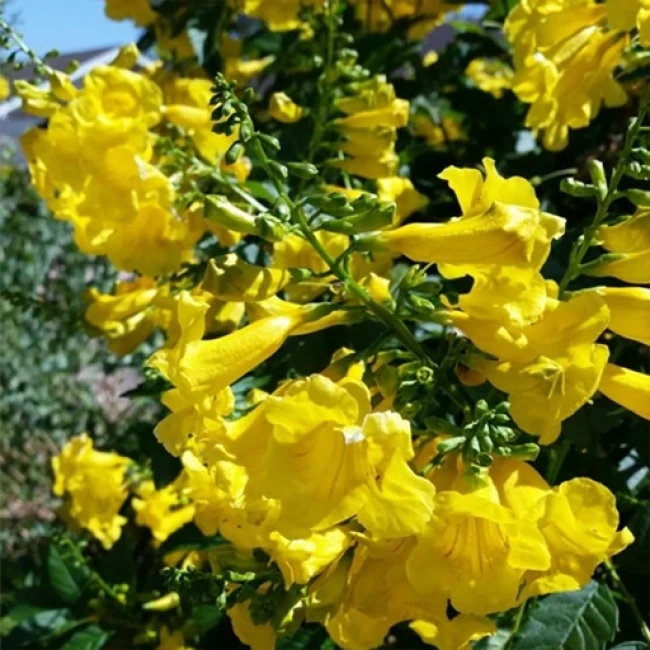 بذر درخت زنگوله 5 عددی