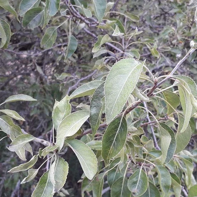 بذر گلابی توسی 10 عددی