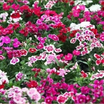 بذر گل بوقلمون (قرنفل دائمی) پاکوتاه الوان 1 گرمی