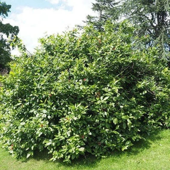 بذر گل شراب 5 عددی