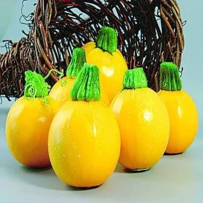 بذر کدو خورشتی گرد زرد 5 عددی