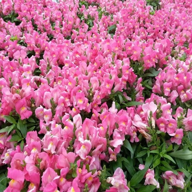 بذر گل میمون صورتی 50 عددی 