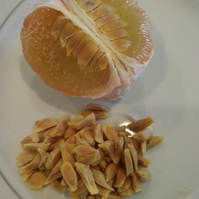 بذر درخت دارابی 10 عددی 