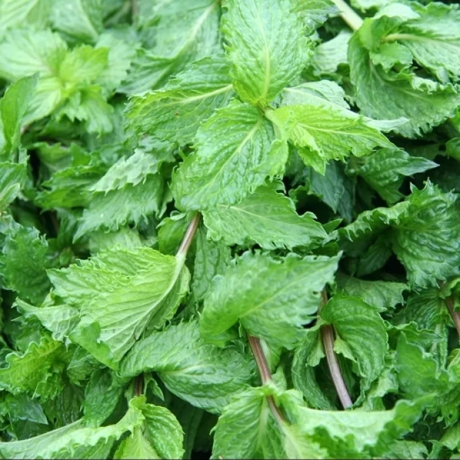 بذر نعنا لیمویی 20 عددی 
