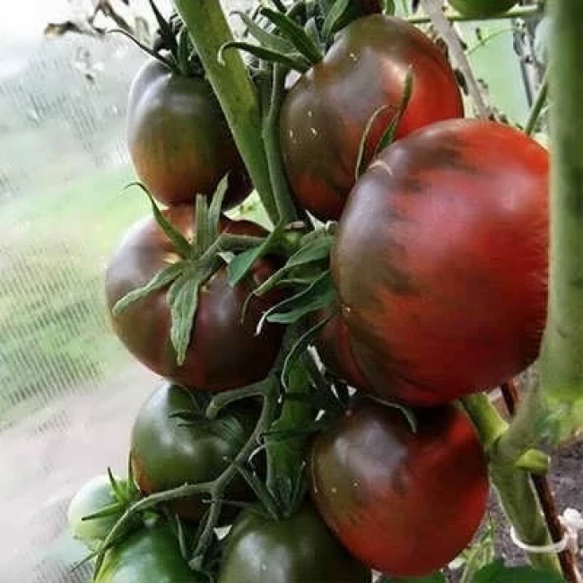 بذر گوجه فرنگی شرابی بوته ای 25 عددی