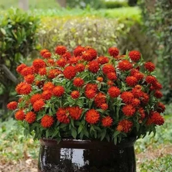 بذر گل رعنا زیبا پاکوتاه پرپر قرمز (گلدانی) 1 گرمی