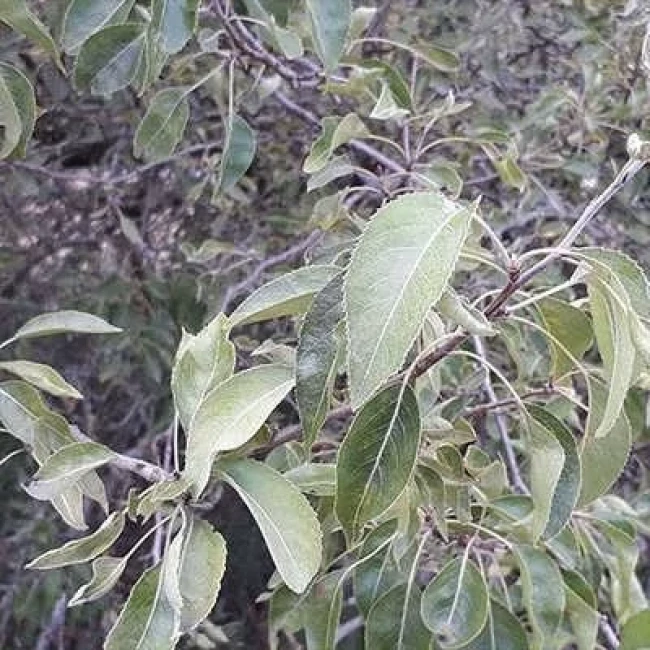 بذر خینجوک (گیاه کلخونگ) 10 عددی