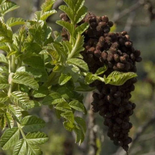 بذر سماق کوهی 10 عددی