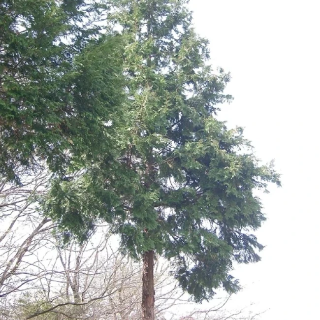 بذر سرو پا کوتاه 2 عددی