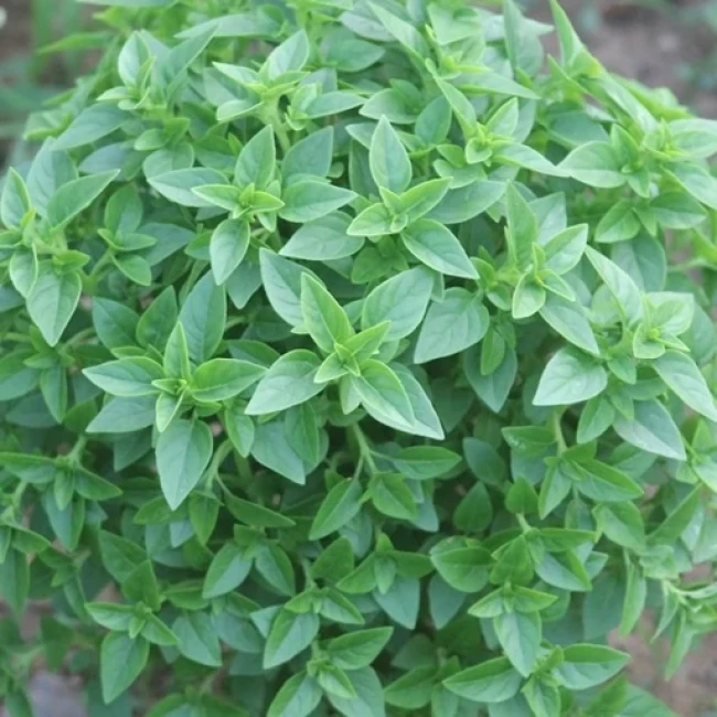 بذر ریحان یونانی 50 عددی