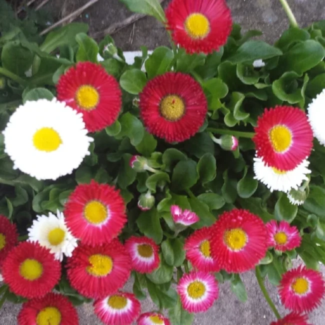 بذر گل مینا دسته گلی الوان 1 گرم 