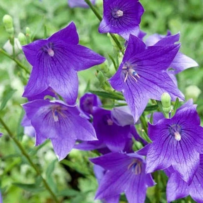 بذر استکانی بادکنکی 10 عددی