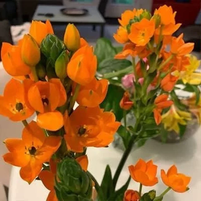 بذر گل ستاره ای پابلند پرگل نارنجی 1 گرمی