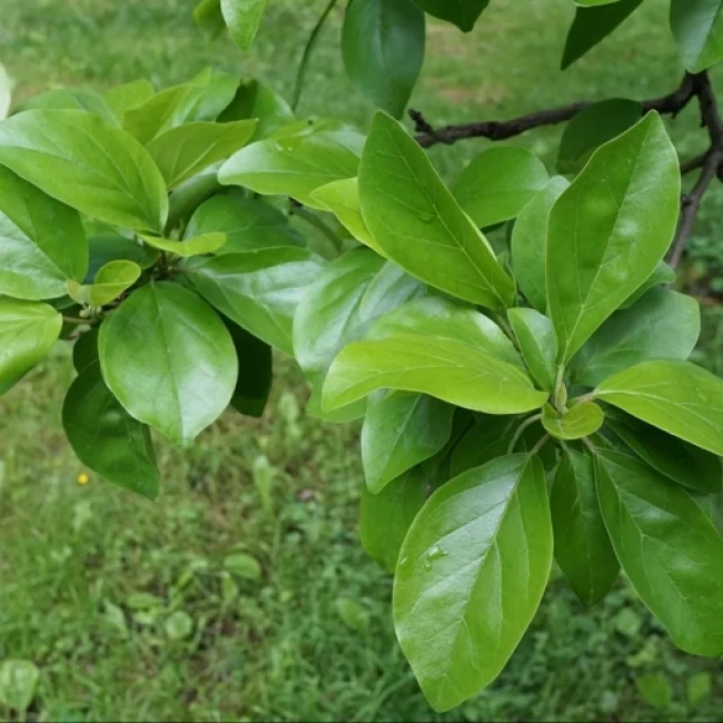 بذر درختچه توت پاییزه چینی 2 عددی