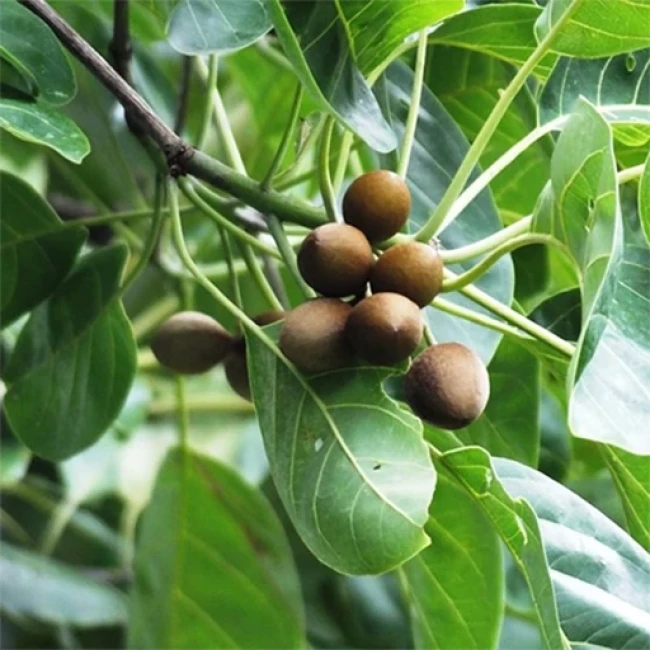 بذر درخت بلیله 5 عددی 
