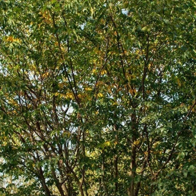 بذر درخت آزاد 10 عددی