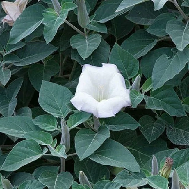بذر داتوره تماشایی 20 عددی