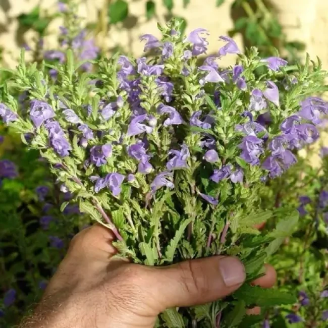 بذر بادر شبویه 1 گرم 