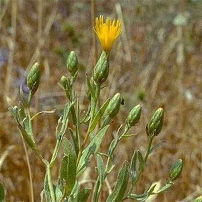 بذر گل گندم مهاجر 10 عددی