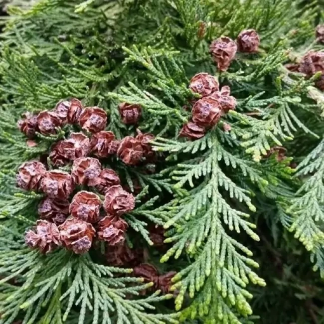 بذر کاج سرو طلایی 1 گرم