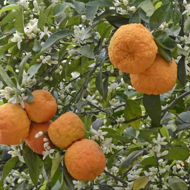 بذر درخت نارنج 20 عددی 