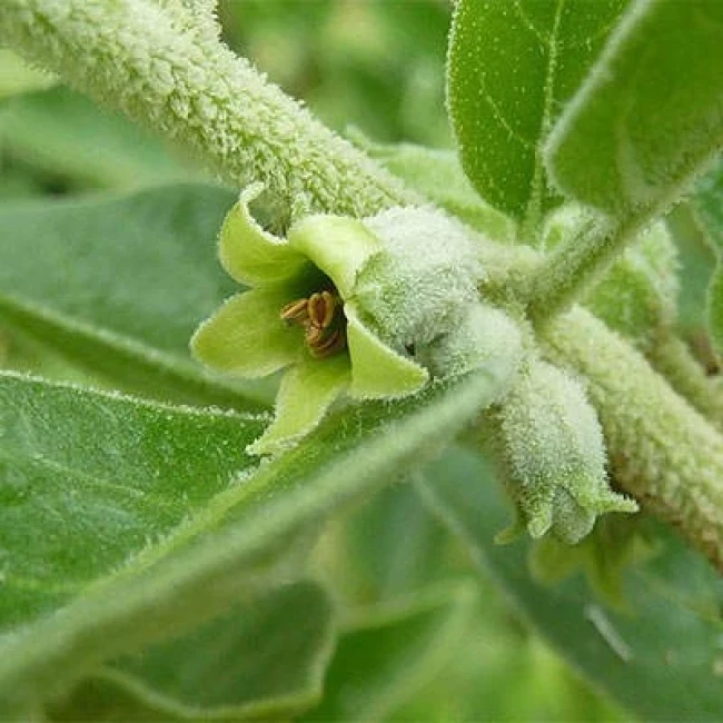 بذر پنیرباد (سومنیفرا) 10 عددی