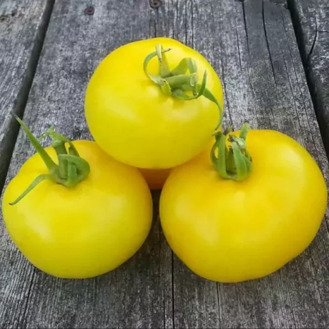 بذر گوجه فرنگی تاکسی زرد 20 عددی 
