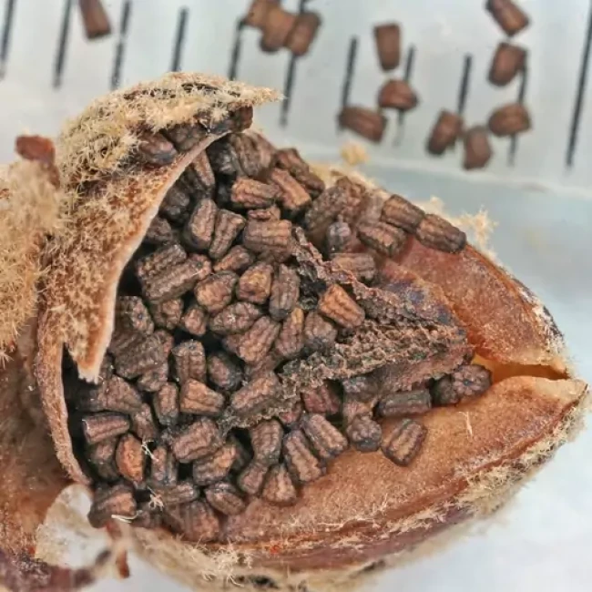 بذر گل ماهور (خرگوشک) 1 گرم 