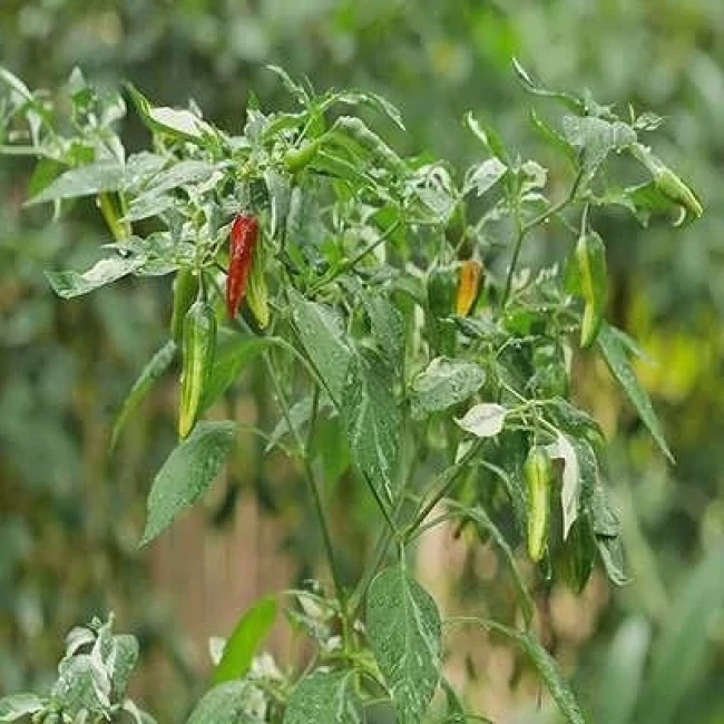 بذر فلفل زینتی ابلق 25 عددی