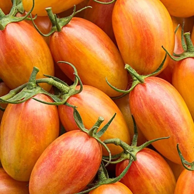 بذر گوجه زیتونی بلاش10 عددی