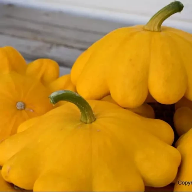 بذر کدو ستاره ای زرد 10 عددی