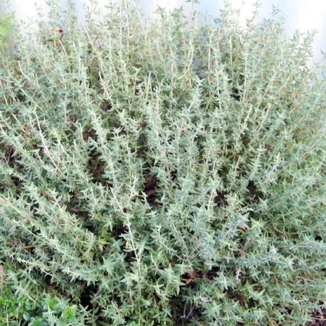 بذر آویشن زمستان آلمانی 50 عددی 