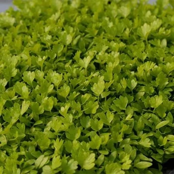 بذر میکروگرین کرفس 20 گرمی 
