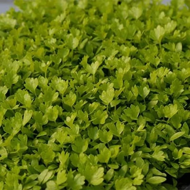 بذر میکروگرین کرفس 20 گرمی 