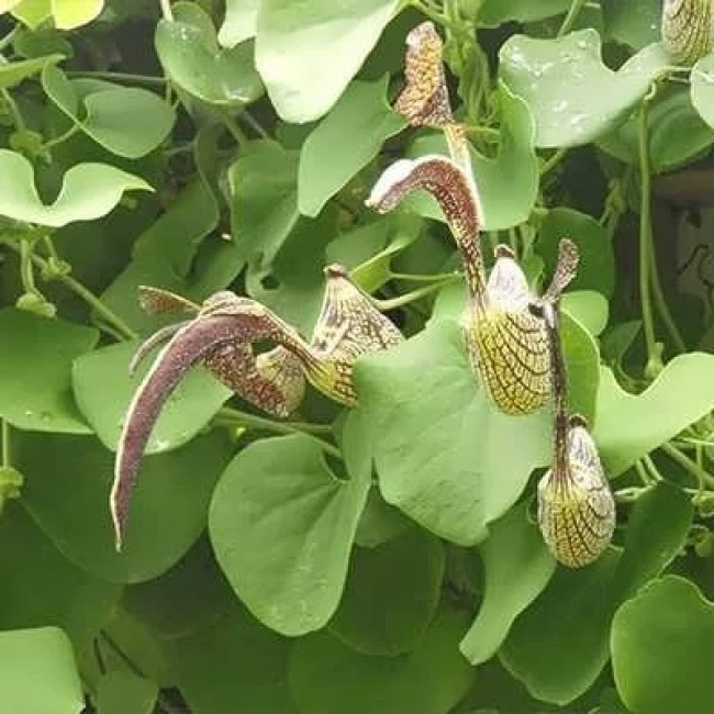 بذر گل پیپ هلندی ریجنز 5 عددی