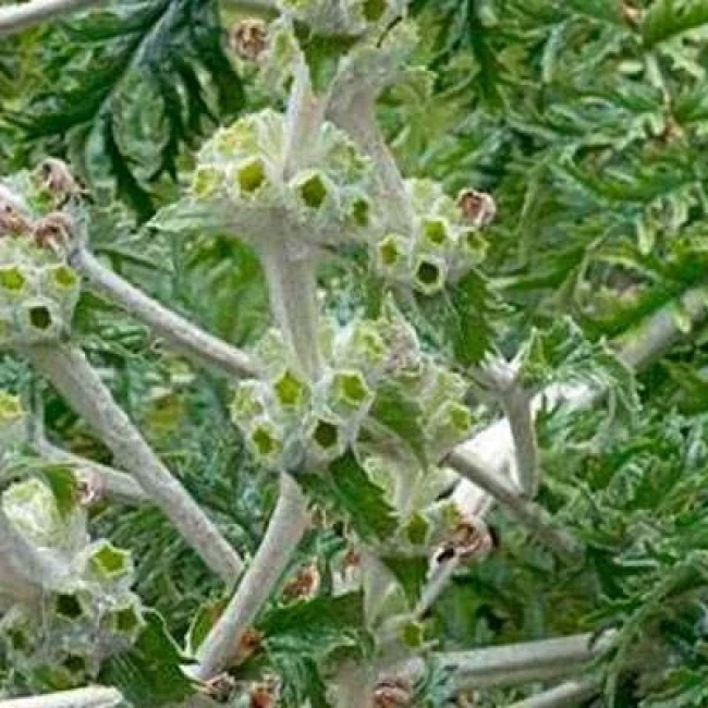 بذر سنبل بیابانی 5 عددی